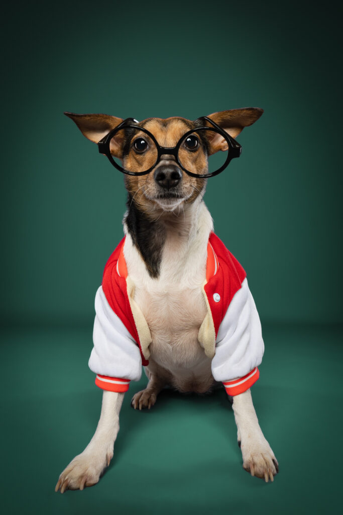 Mischlingshündin im Studio Pawtraits SnapShot - Charakter Schnauzen