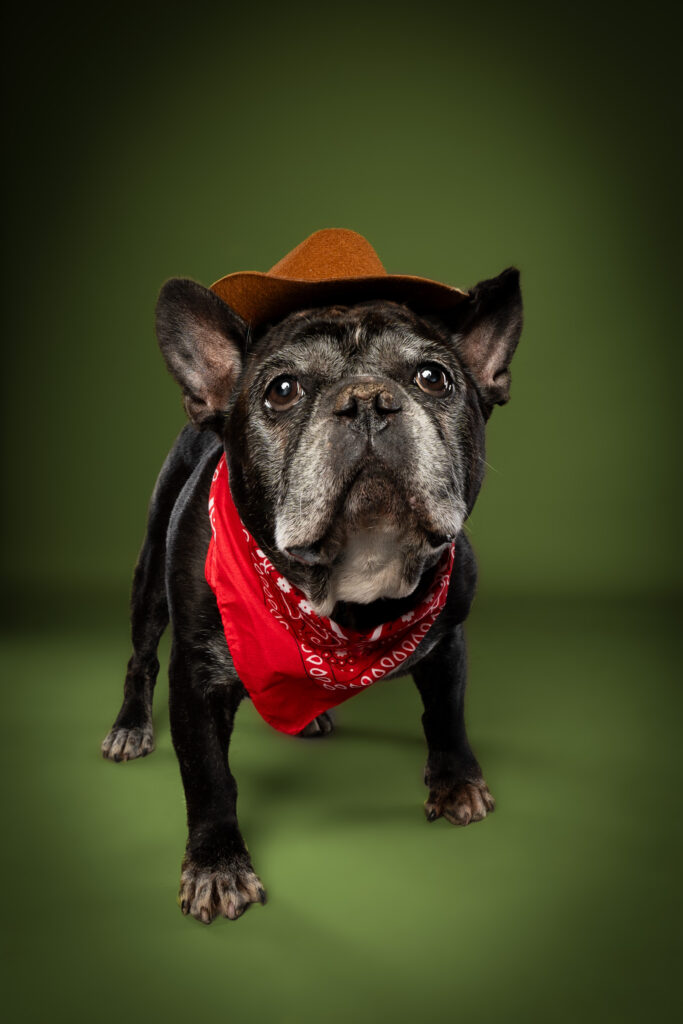 Französische Bulldogge im Studio Pawtraits SnapShot - Charakter Schnauzen