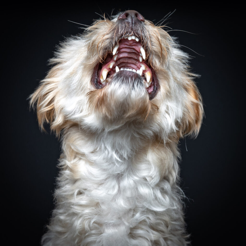 Maltipoo im Studio Pawtraits SnapShot - Charakter Schnauzen