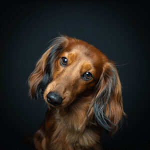 Langhaardackel im Studio Pawtraits SnapShot - Charakter Schnauzen