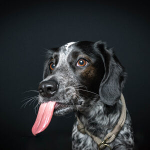 Mischlingshündin im Studio Pawtraits SnapShot - Charakter Schnauzen