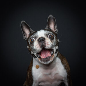 Boston Terrier im Studio Pawtraits SnapShot - Charakter Schnauzen