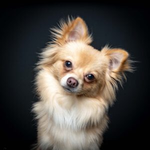 Chihuahua im Studio Pawtraits SnapShot - Charakter Schnauzen